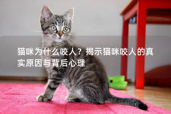 猫咪为什么咬人？揭示猫咪咬人的真实原因与背后心理