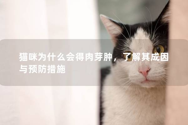 猫咪为什么会得肉芽肿，了解其成因与预防措施