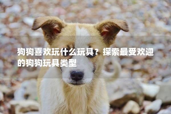 狗狗喜欢玩什么玩具？探索最受欢迎的狗狗玩具类型