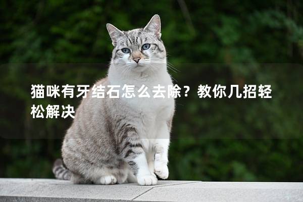 猫咪有牙结石怎么去除？教你几招轻松解决