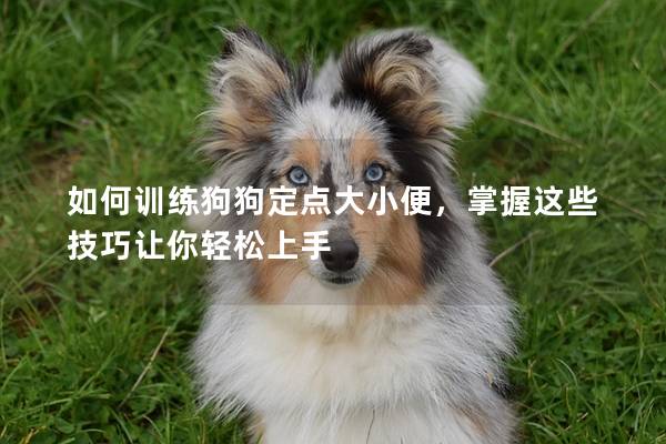 如何训练狗狗定点大小便，掌握这些技巧让你轻松上手