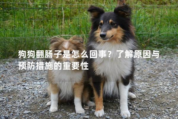 狗狗翻肠子是怎么回事？了解原因与预防措施的重要性