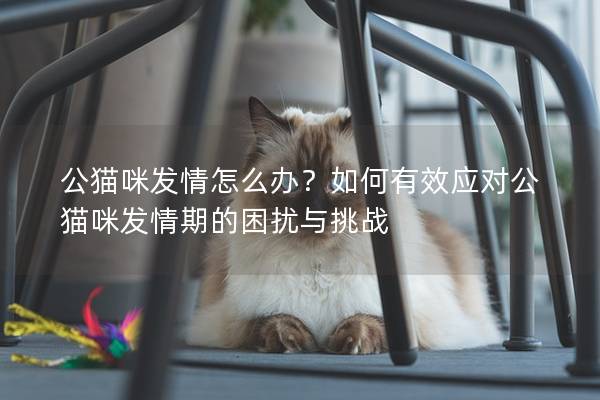 公猫咪发情怎么办？如何有效应对公猫咪发情期的困扰与挑战