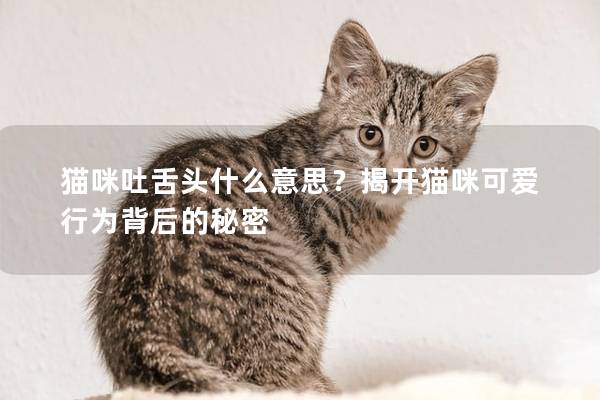 猫咪吐舌头什么意思？揭开猫咪可爱行为背后的秘密