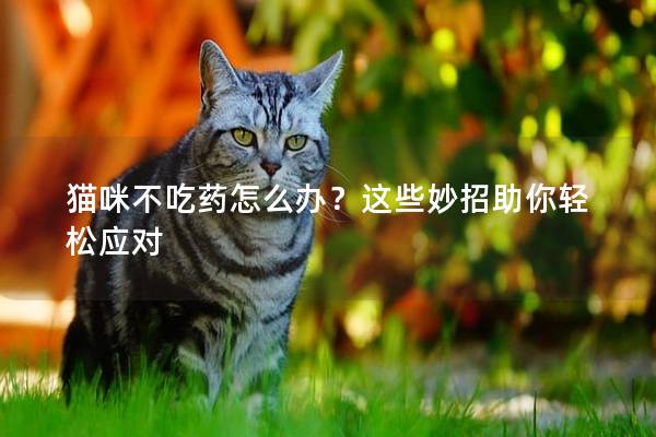 猫咪不吃药怎么办？这些妙招助你轻松应对