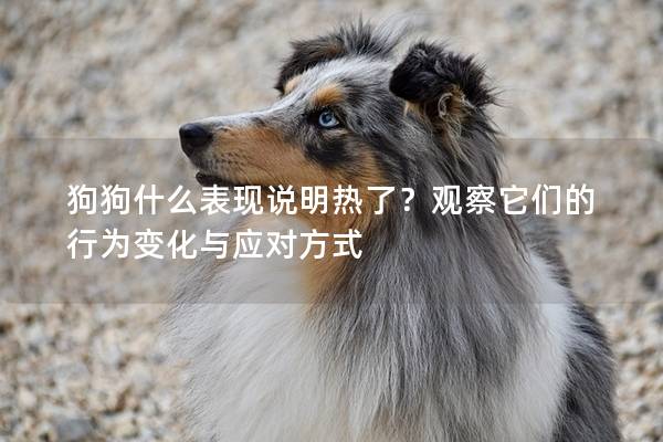 狗狗什么表现说明热了？观察它们的行为变化与应对方式