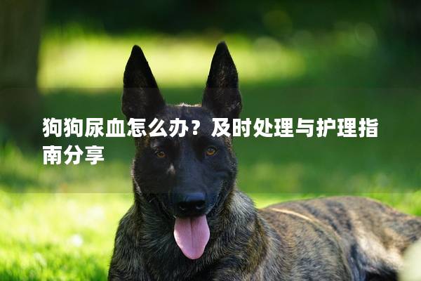 狗狗尿血怎么办？及时处理与护理指南分享