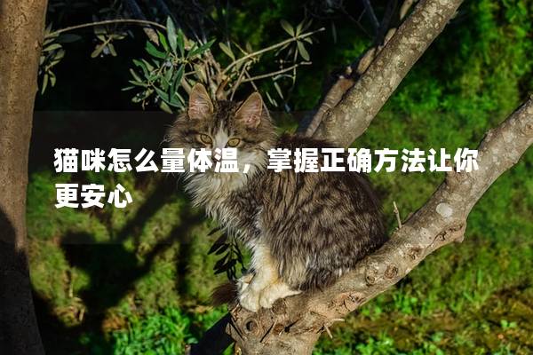 猫咪怎么量体温，掌握正确方法让你更安心