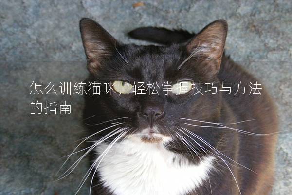 怎么训练猫咪，轻松掌握技巧与方法的指南