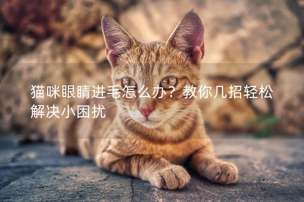 猫咪眼睛进毛怎么办？教你几招轻松解决小困扰