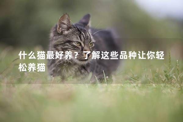 什么猫最好养？了解这些品种让你轻松养猫