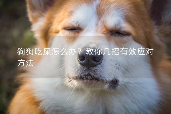 狗狗吃屎怎么办？教你几招有效应对方法