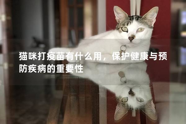 猫咪打疫苗有什么用，保护健康与预防疾病的重要性