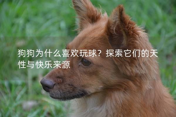 狗狗为什么喜欢玩球？探索它们的天性与快乐来源