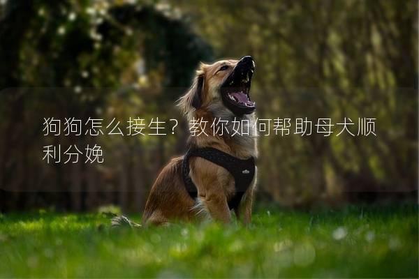 狗狗怎么接生？教你如何帮助母犬顺利分娩