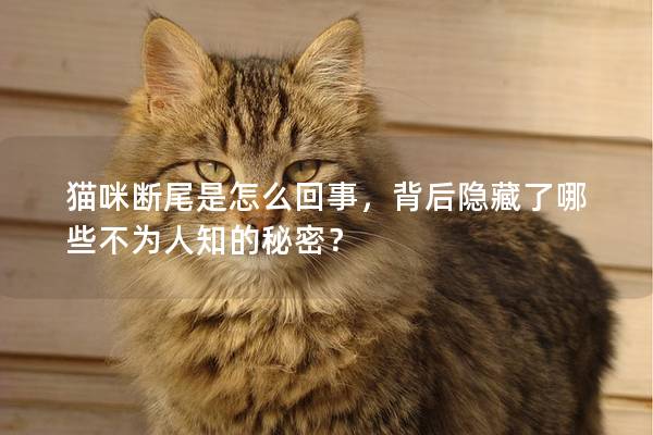 猫咪断尾是怎么回事，背后隐藏了哪些不为人知的秘密？