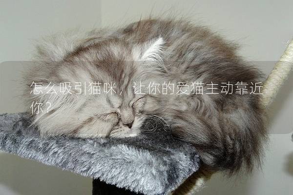 怎么吸引猫咪，让你的爱猫主动靠近你？