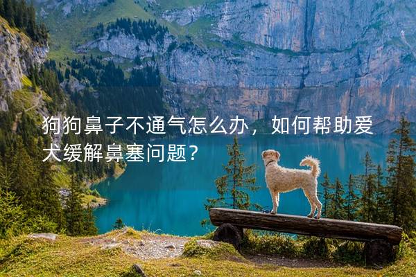 狗狗鼻子不通气怎么办，如何帮助爱犬缓解鼻塞问题？