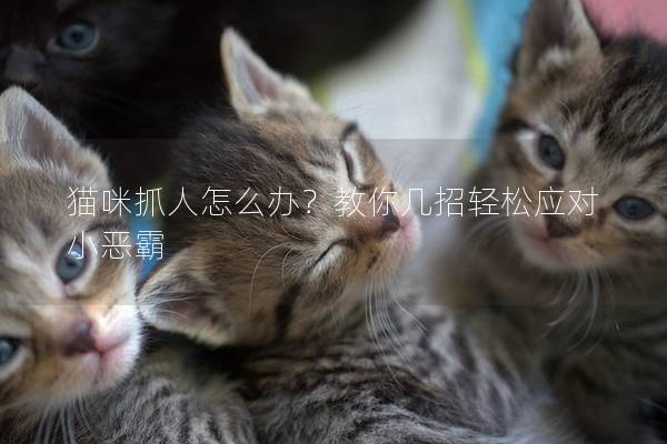 猫咪抓人怎么办？教你几招轻松应对小恶霸