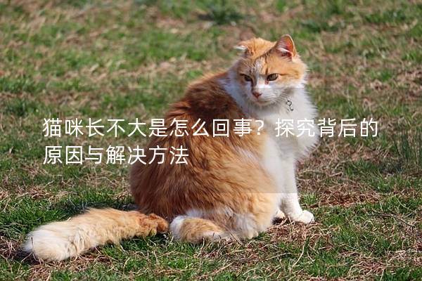 猫咪长不大是怎么回事？探究背后的原因与解决方法