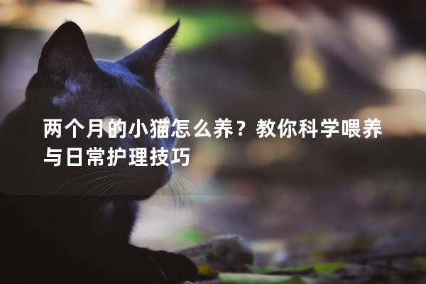 两个月的小猫怎么养？教你科学喂养与日常护理技巧