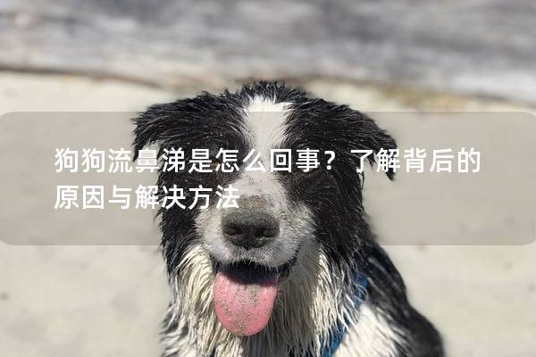 狗狗流鼻涕是怎么回事？了解背后的原因与解决方法