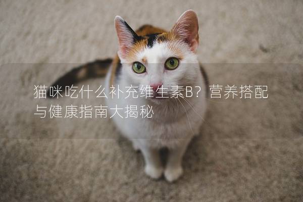 猫咪吃什么补充维生素B？营养搭配与健康指南大揭秘