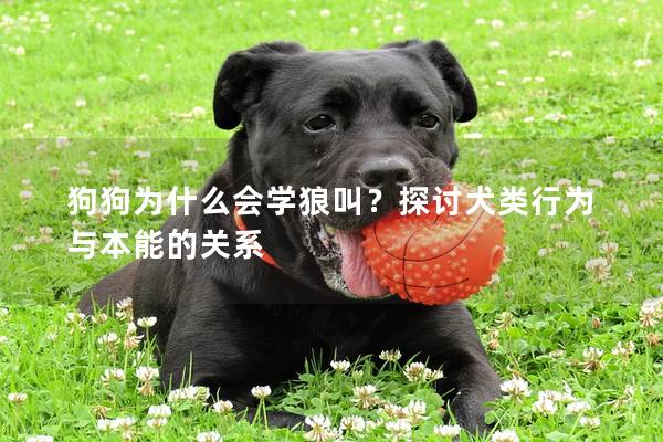 狗狗为什么会学狼叫？探讨犬类行为与本能的关系