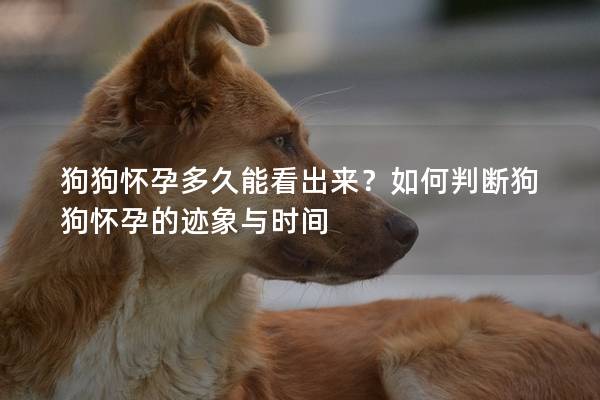 狗狗怀孕多久能看出来？如何判断狗狗怀孕的迹象与时间