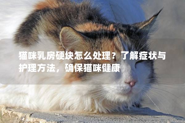 猫咪乳房硬块怎么处理？了解症状与护理方法，确保猫咪健康