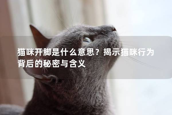 猫咪开脚是什么意思？揭示猫咪行为背后的秘密与含义