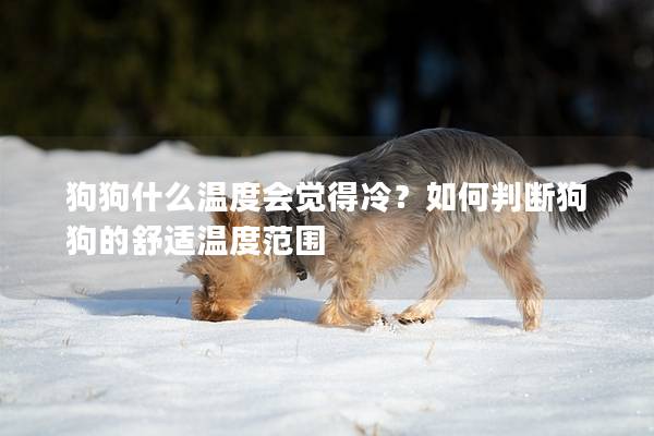 狗狗什么温度会觉得冷？如何判断狗狗的舒适温度范围