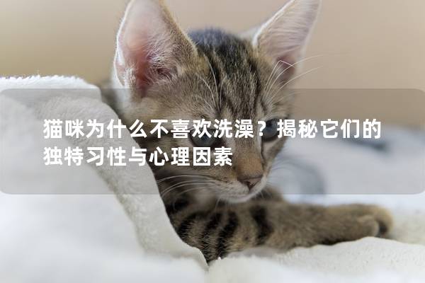 猫咪为什么不喜欢洗澡？揭秘它们的独特习性与心理因素