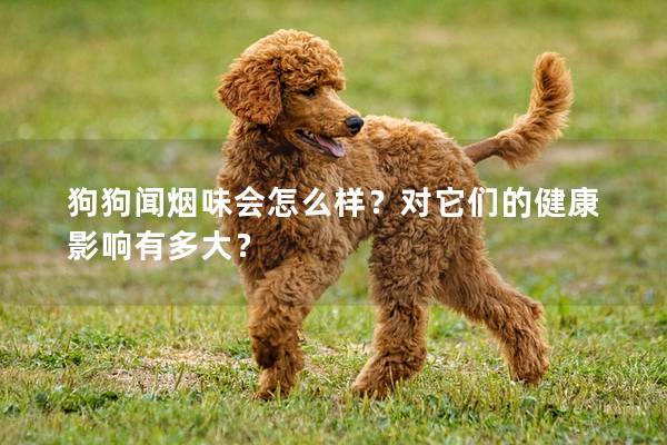 狗狗闻烟味会怎么样？对它们的健康影响有多大？