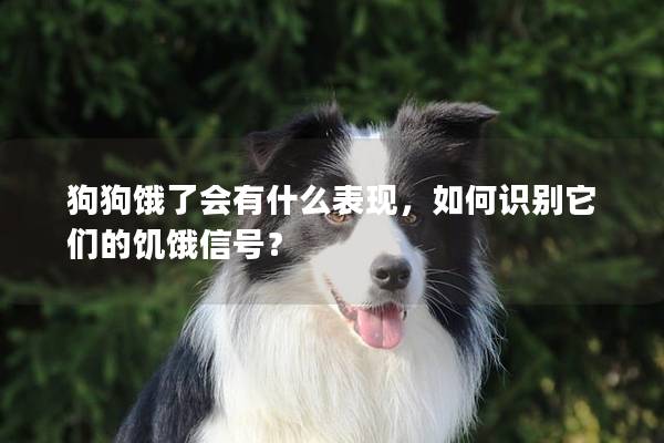 狗狗饿了会有什么表现，如何识别它们的饥饿信号？