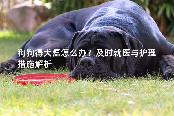 狗狗得犬瘟怎么办？及时就医与护理措施解析