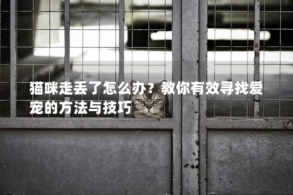 猫咪走丢了怎么办？教你有效寻找爱宠的方法与技巧