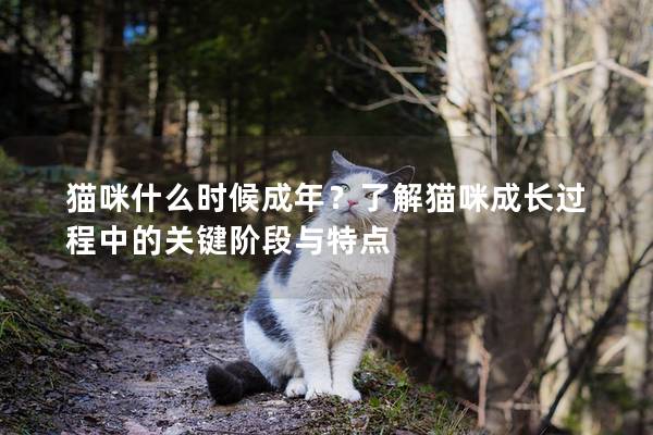 猫咪什么时候成年？了解猫咪成长过程中的关键阶段与特点