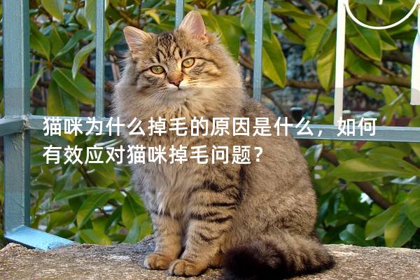 猫咪为什么掉毛的原因是什么，如何有效应对猫咪掉毛问题？