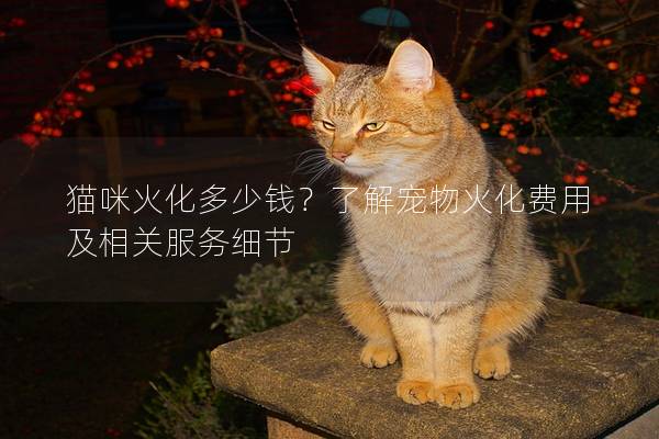 猫咪火化多少钱？了解宠物火化费用及相关服务细节