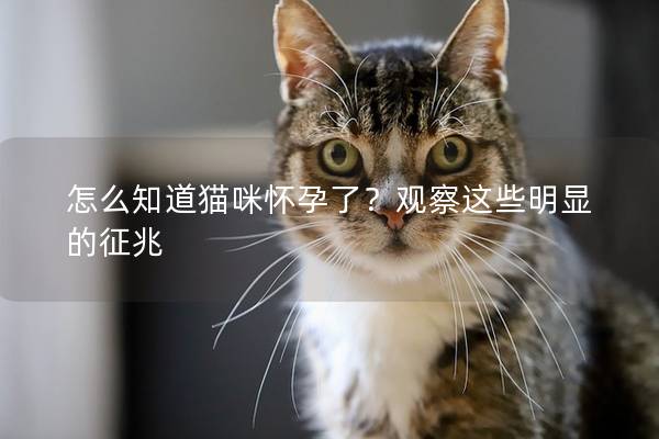 怎么知道猫咪怀孕了？观察这些明显的征兆