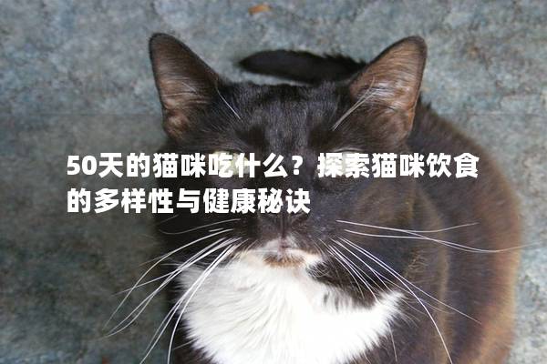 50天的猫咪吃什么？探索猫咪饮食的多样性与健康秘诀