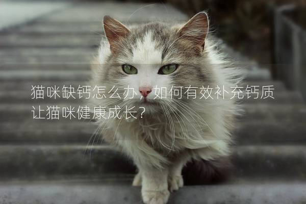 猫咪缺钙怎么办，如何有效补充钙质让猫咪健康成长？