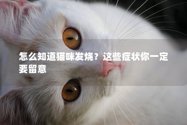 怎么知道猫咪发烧？这些症状你一定要留意