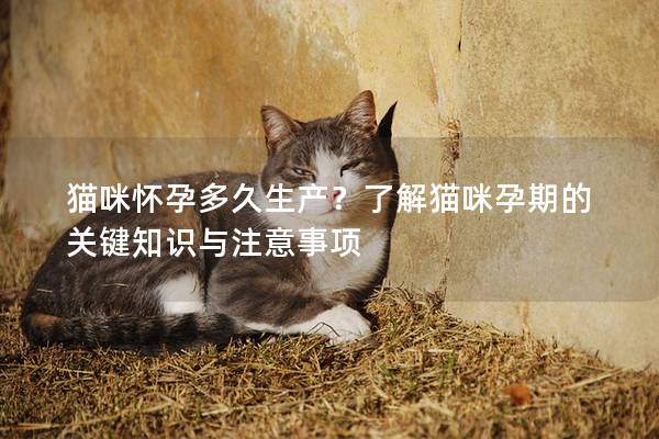 猫咪怀孕多久生产？了解猫咪孕期的关键知识与注意事项