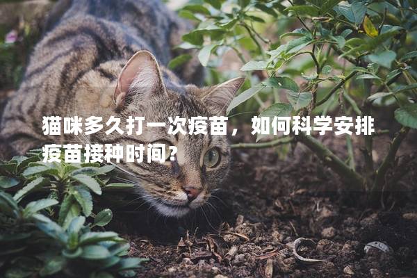 猫咪多久打一次疫苗，如何科学安排疫苗接种时间？