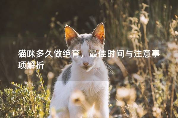 猫咪多久做绝育，最佳时间与注意事项解析