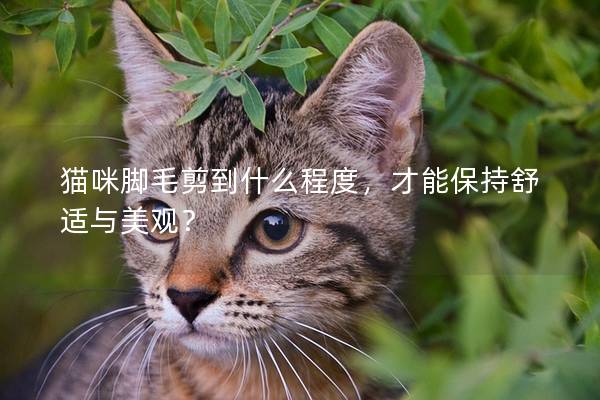 猫咪脚毛剪到什么程度，才能保持舒适与美观？