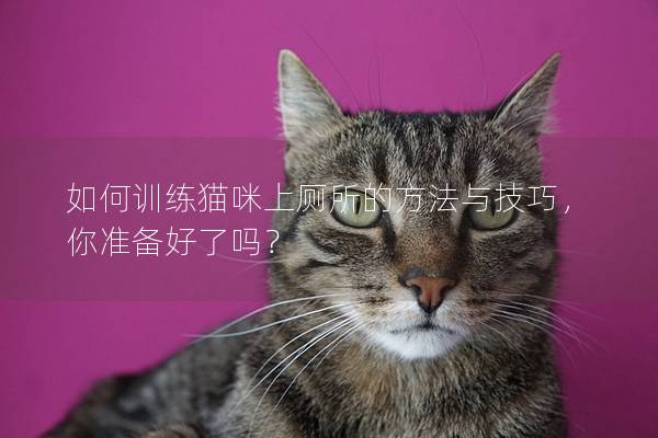 如何训练猫咪上厕所的方法与技巧，你准备好了吗？