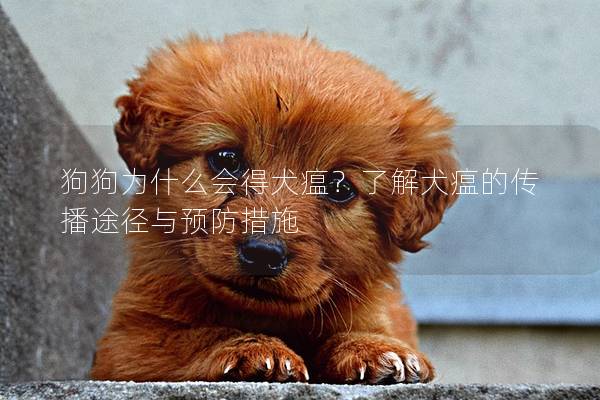 狗狗为什么会得犬瘟？了解犬瘟的传播途径与预防措施